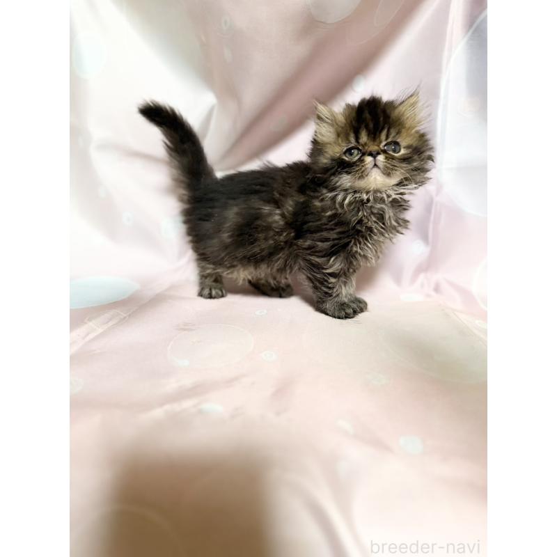 販売中の愛知県のエキゾチックショートヘア-131632の2枚目