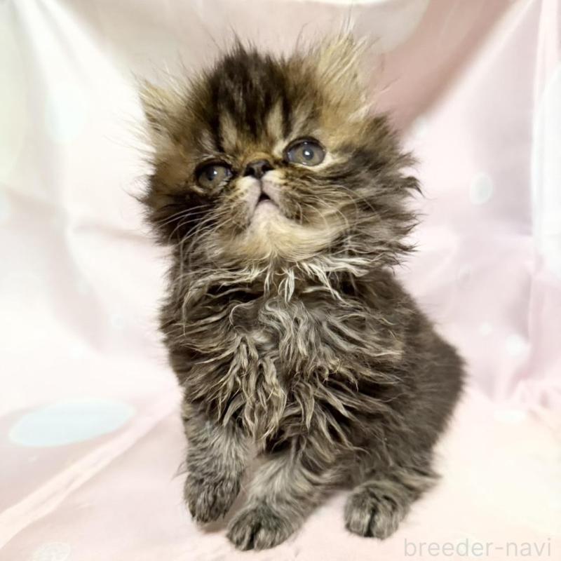 販売中の愛知県のエキゾチックショートヘア-131632の1枚目