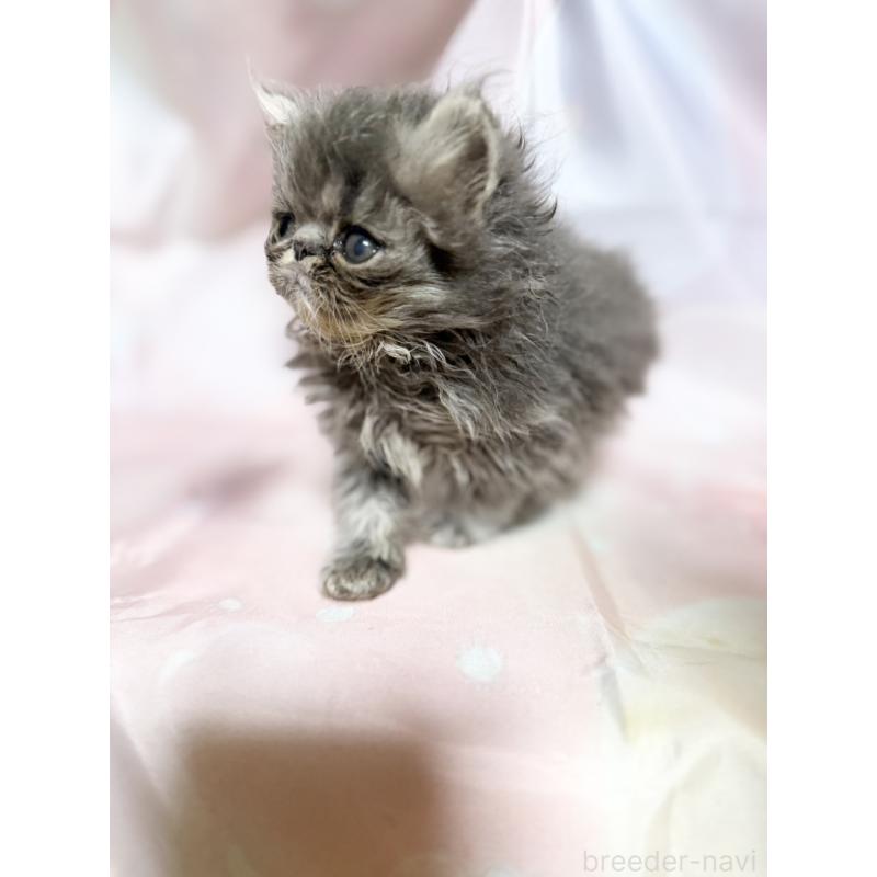 販売中の愛知県のエキゾチックショートヘア-131633の6枚目