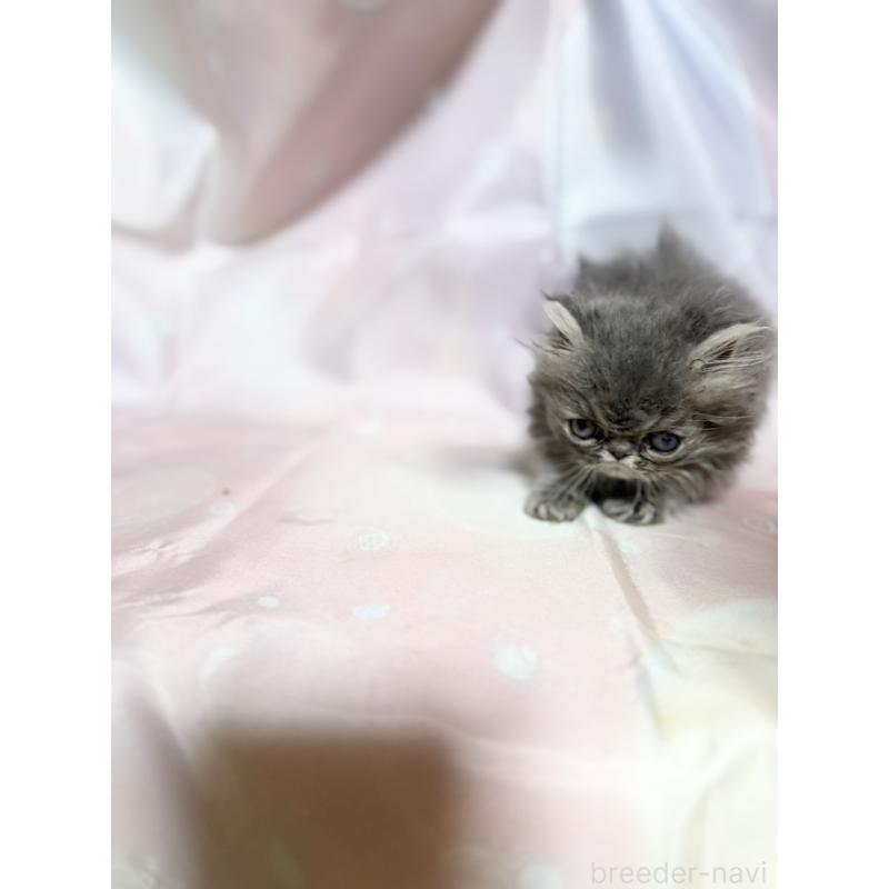 販売中の愛知県のエキゾチックショートヘア-131633の4枚目