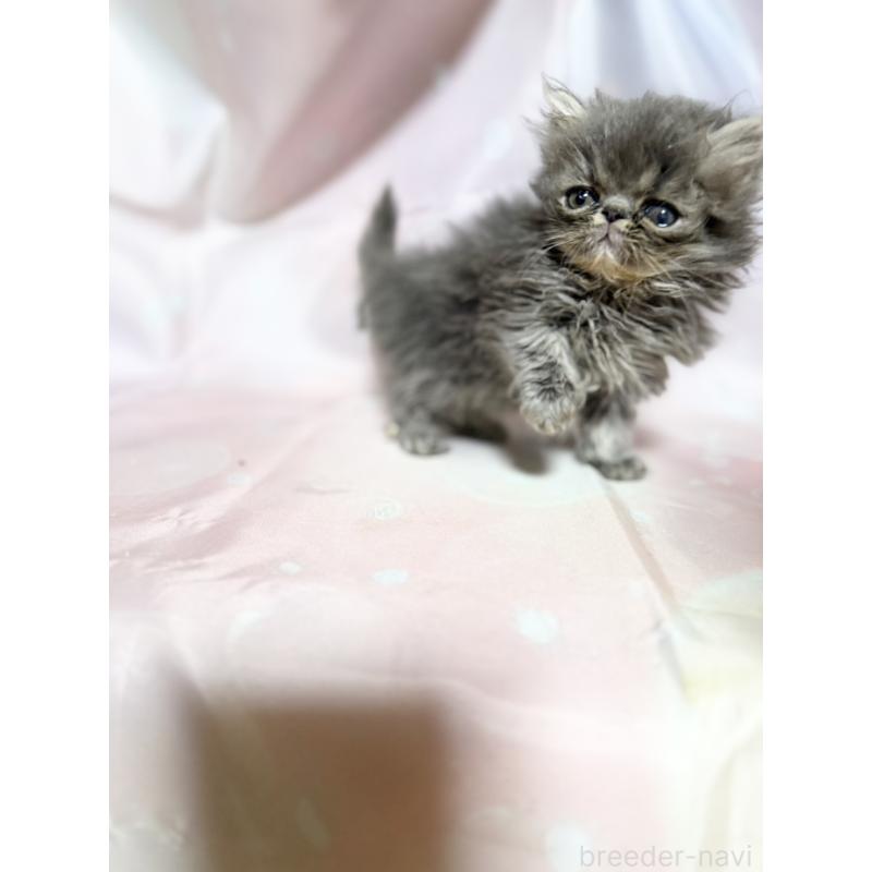 販売中の愛知県のエキゾチックショートヘア-131633の3枚目