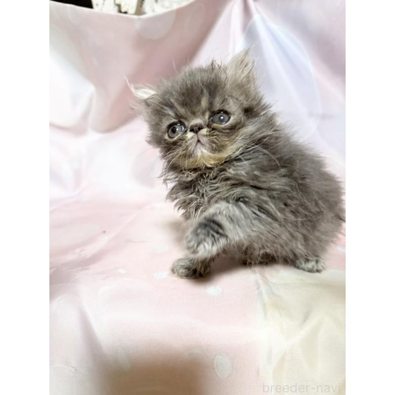 販売中の愛知県のエキゾチックショートヘア-131633の2枚目