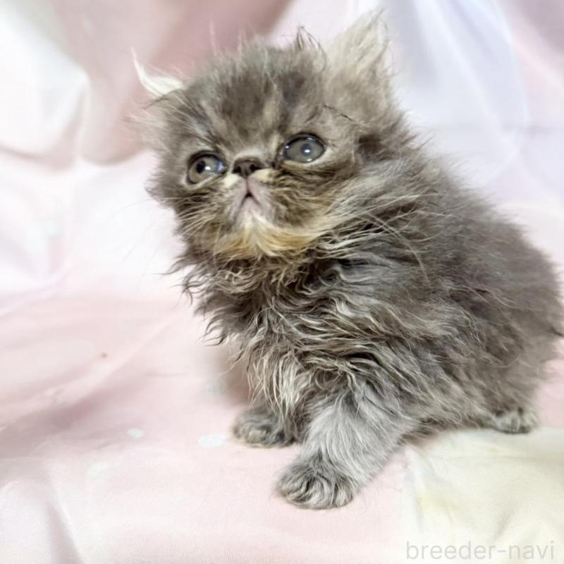 販売中の愛知県のエキゾチックショートヘア-131633