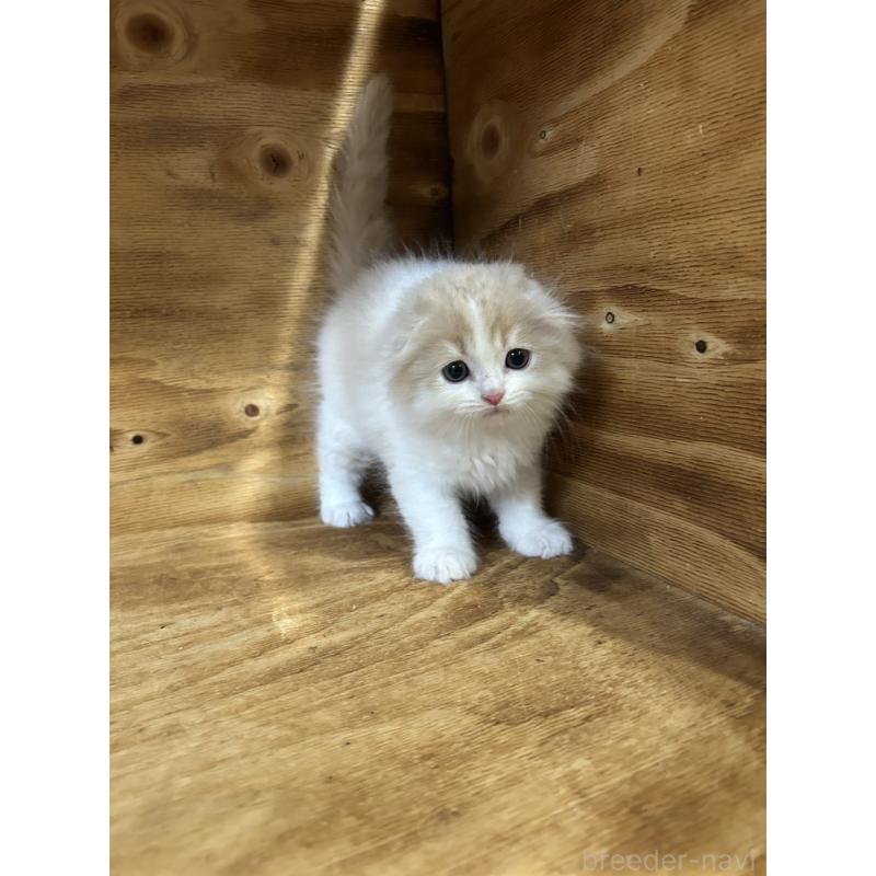 販売中の神奈川県のスコティッシュフォールド(折れ耳)-131634の5枚目