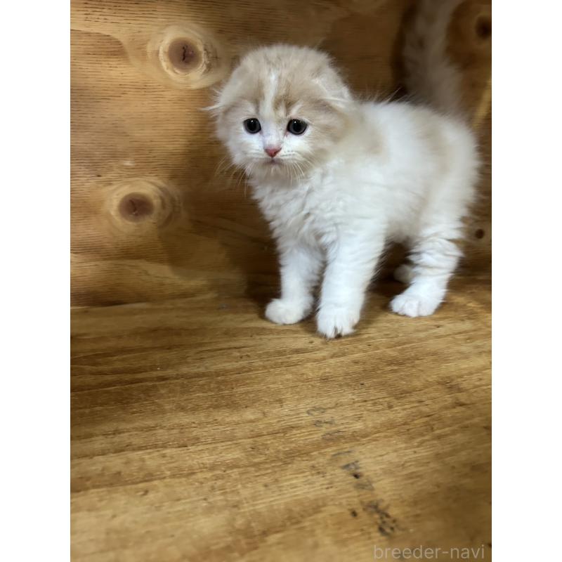 販売中の神奈川県のスコティッシュフォールド(折れ耳)-131634の4枚目