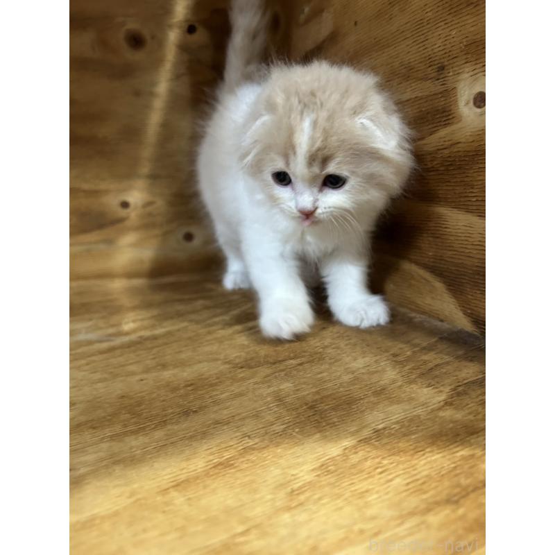 販売中の神奈川県のスコティッシュフォールド(折れ耳)-131634の3枚目