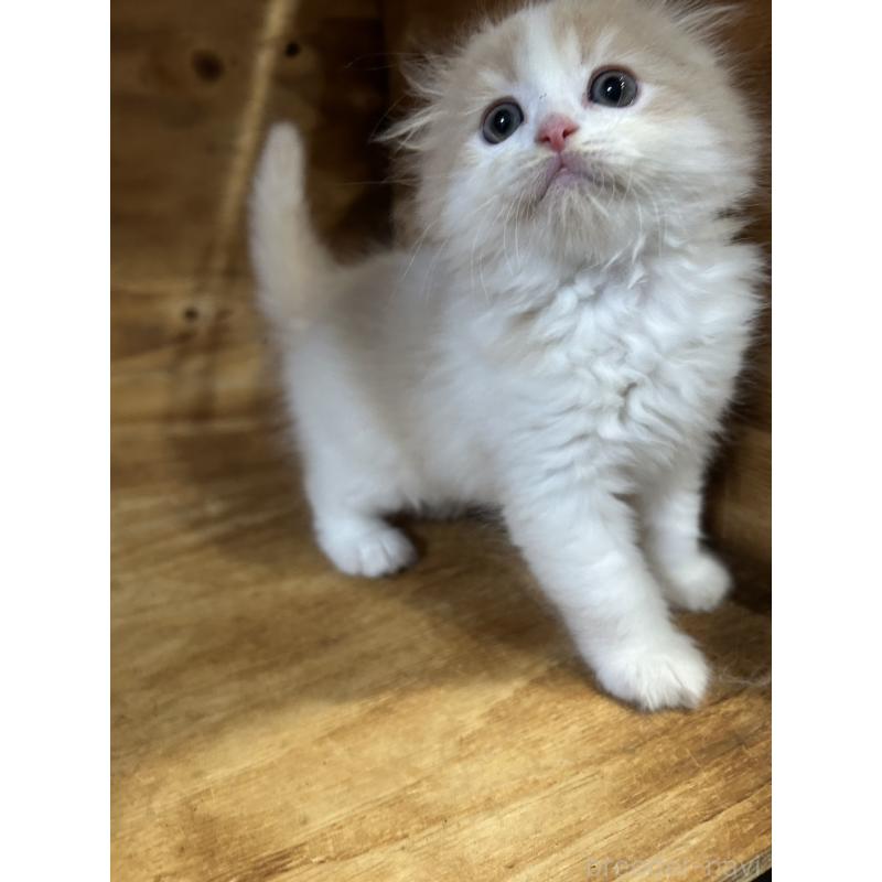 販売中の神奈川県のスコティッシュフォールド(折れ耳)-131634の2枚目