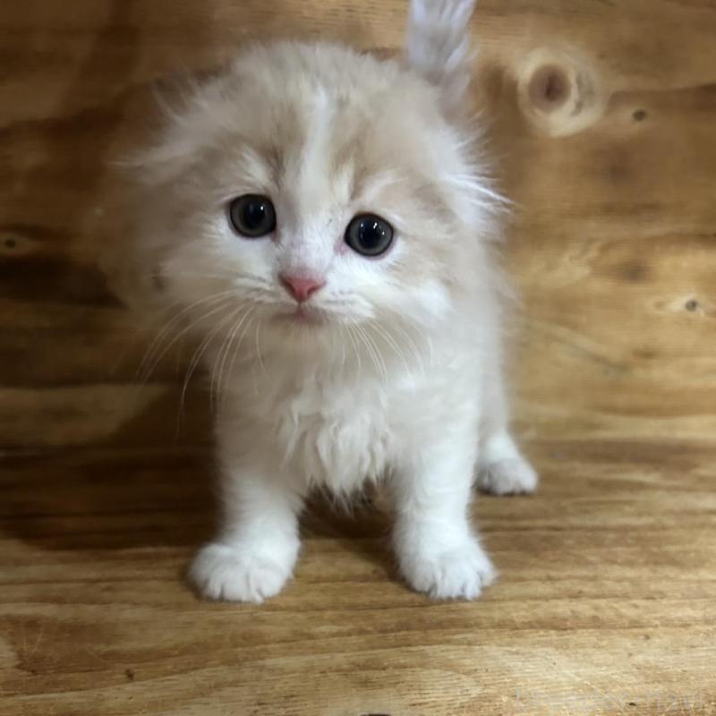 販売中の神奈川県のスコティッシュフォールド(折れ耳)-131634の1枚目