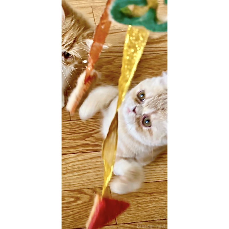 販売中の大阪府のエキゾチックショートヘア-124003