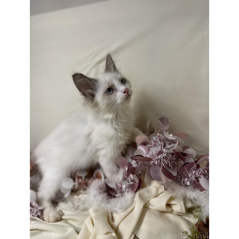 販売中の愛知県のラグドール-131635の3枚目