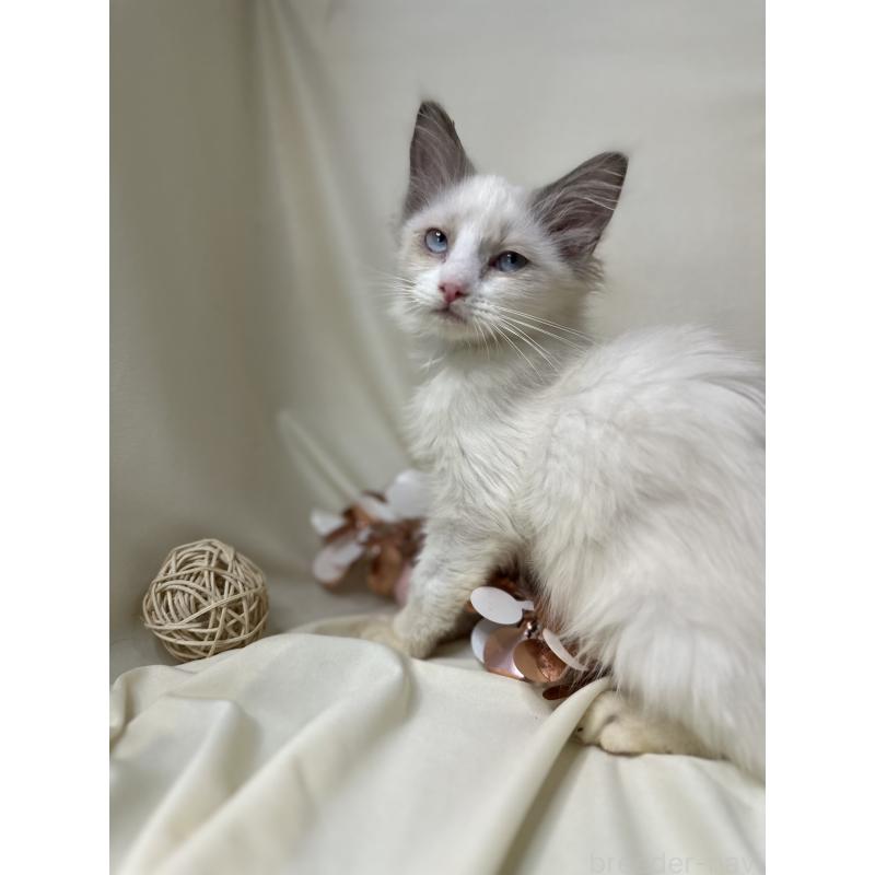 販売中の愛知県のラグドール-131635の2枚目