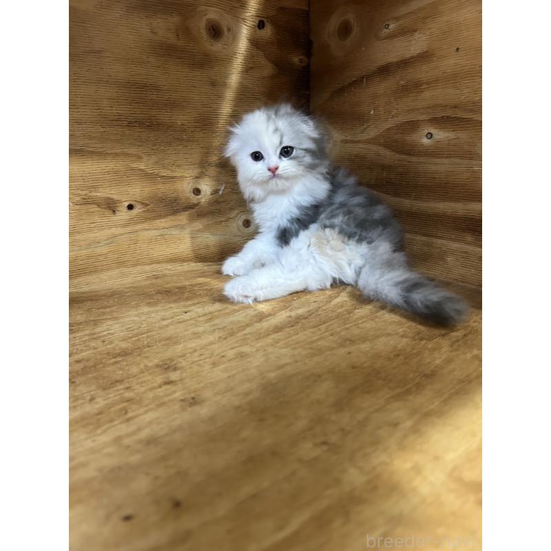 販売中の神奈川県のスコティッシュフォールド(折れ耳)-131636の5枚目