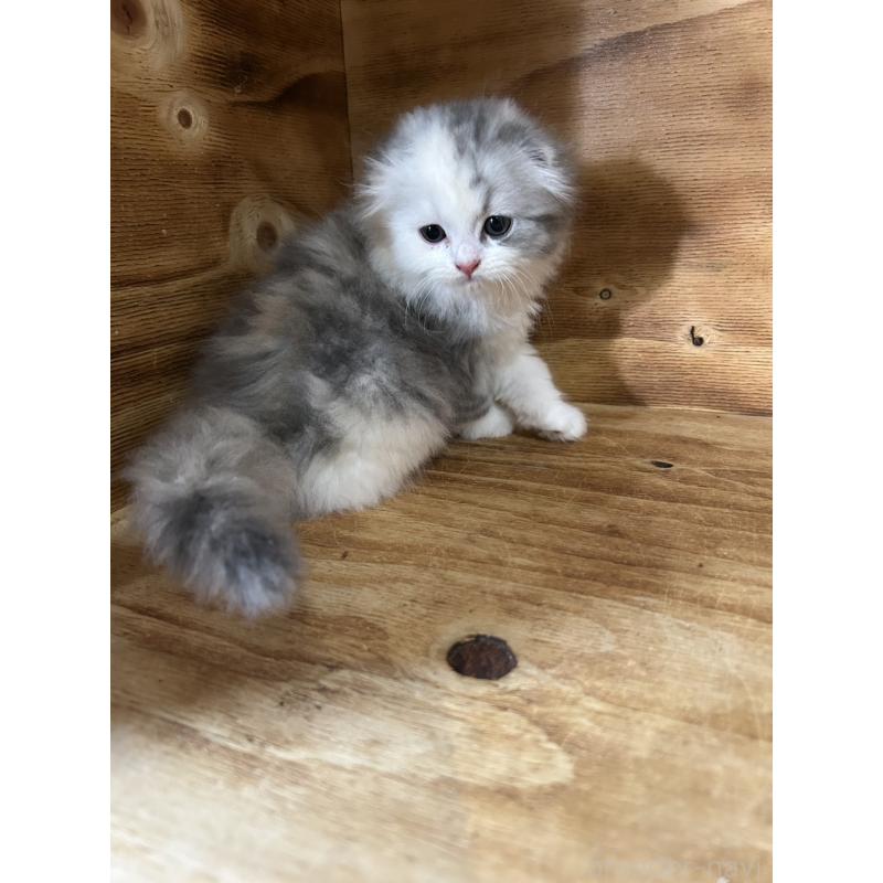 販売中の神奈川県のスコティッシュフォールド(折れ耳)-131636の4枚目