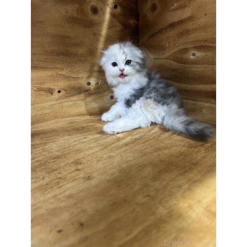 販売中の神奈川県のスコティッシュフォールド(折れ耳)-131636の3枚目