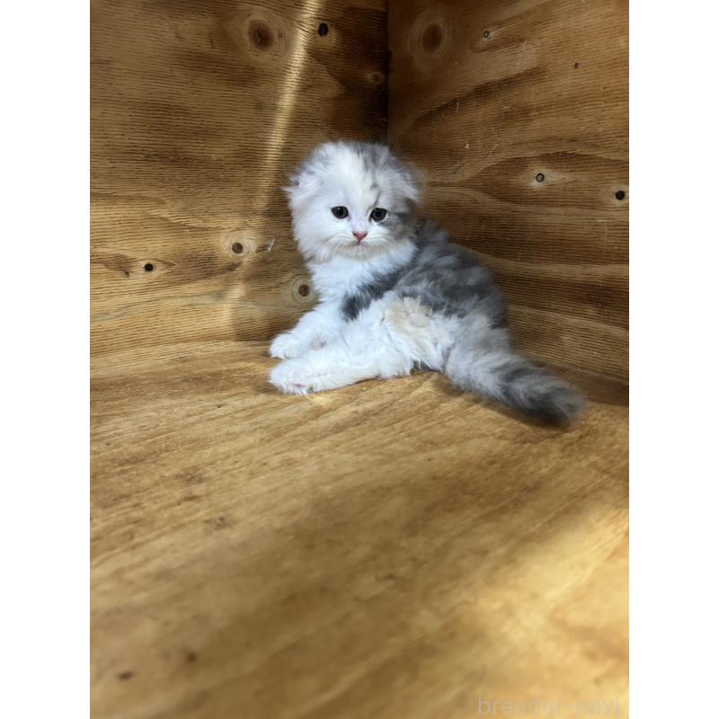 販売中の神奈川県のスコティッシュフォールド(折れ耳)-131636の2枚目