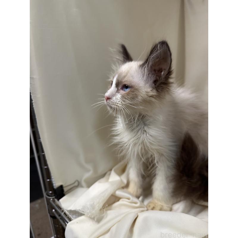 販売中の愛知県のラグドール-131637の3枚目