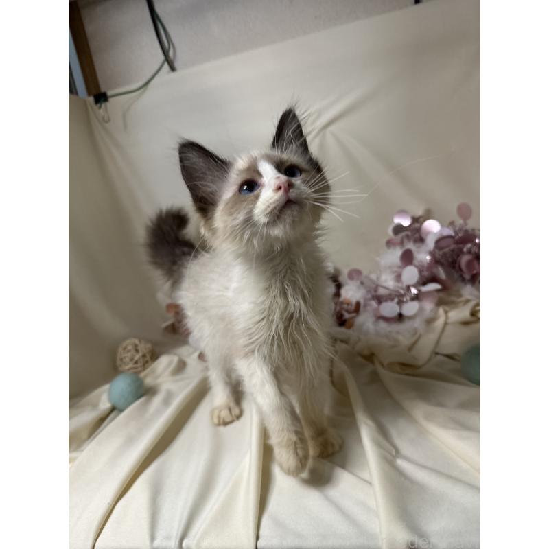 販売中の愛知県のラグドール-131637の2枚目