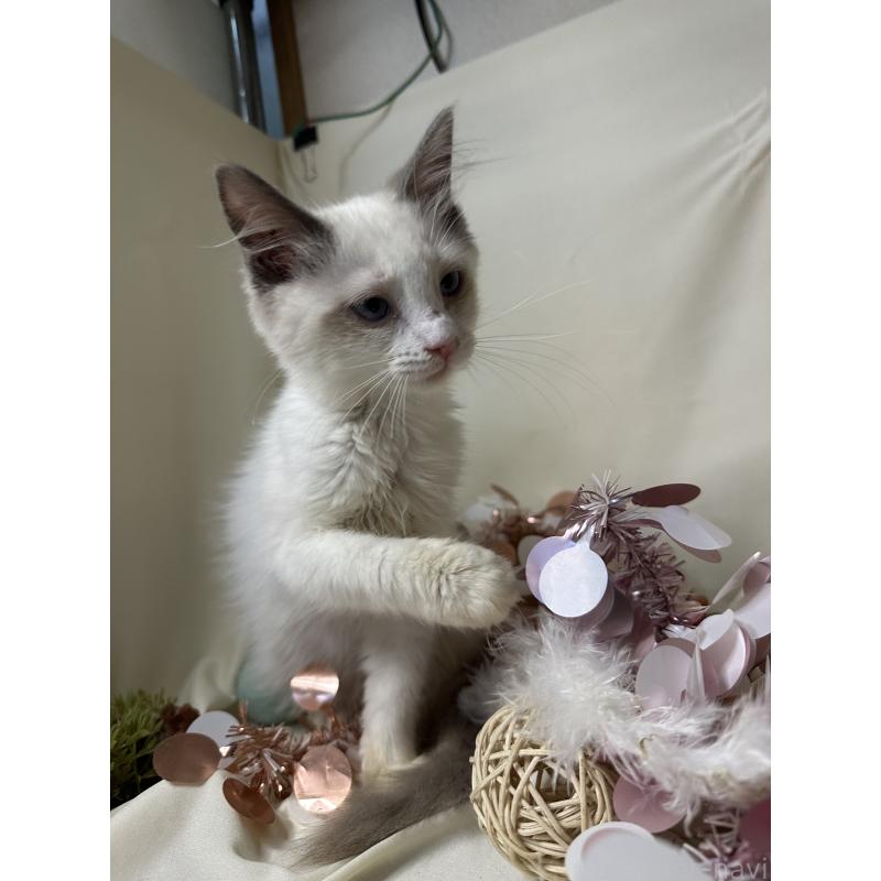 販売中の愛知県のラグドール-131638の3枚目