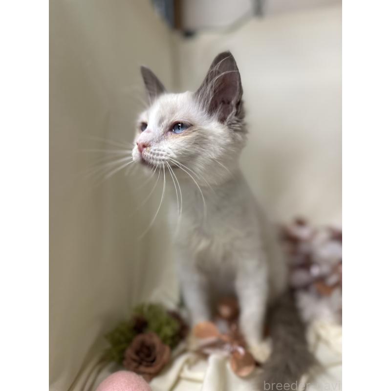 販売中の愛知県のラグドール-131638の2枚目