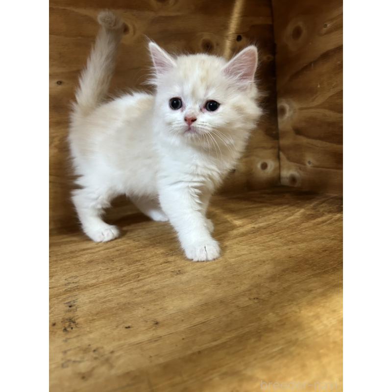 販売中の神奈川県のスコティッシュフォールド-131639の5枚目