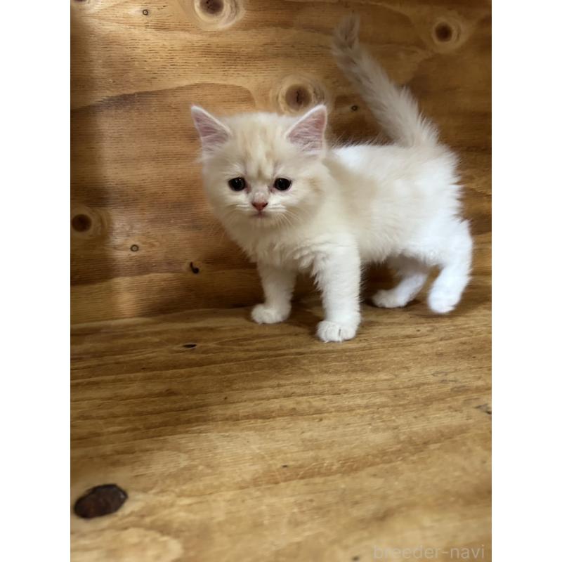 販売中の神奈川県のスコティッシュフォールド-131639の4枚目