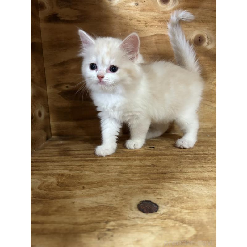 販売中の神奈川県のスコティッシュフォールド-131639の3枚目