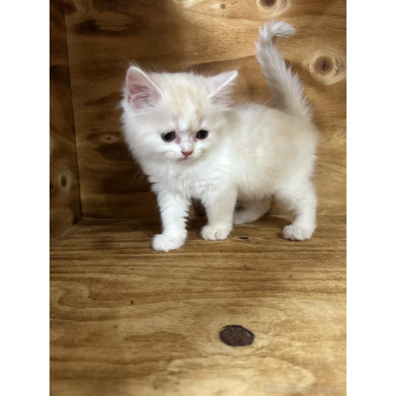 販売中の神奈川県のスコティッシュフォールド-131639の2枚目