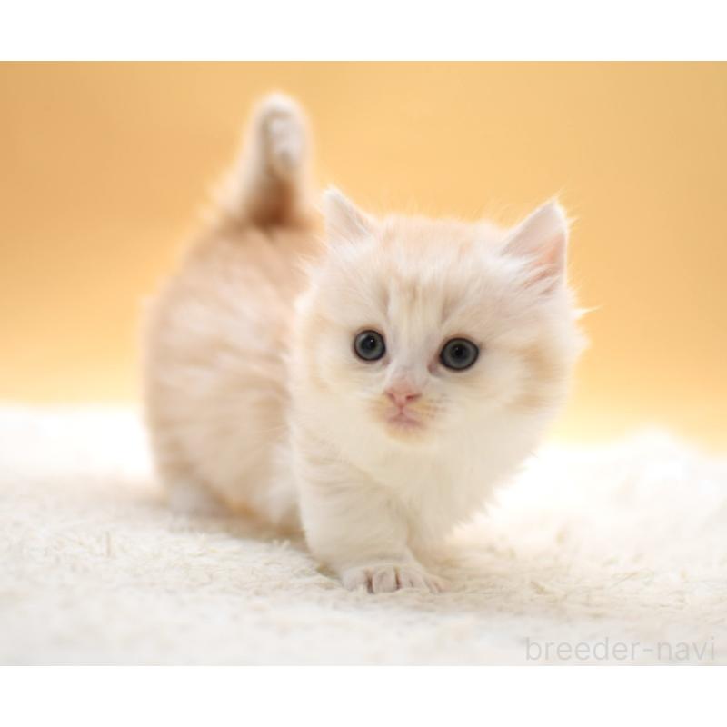 販売中の栃木県のマンチカン(短足)-131640の7枚目