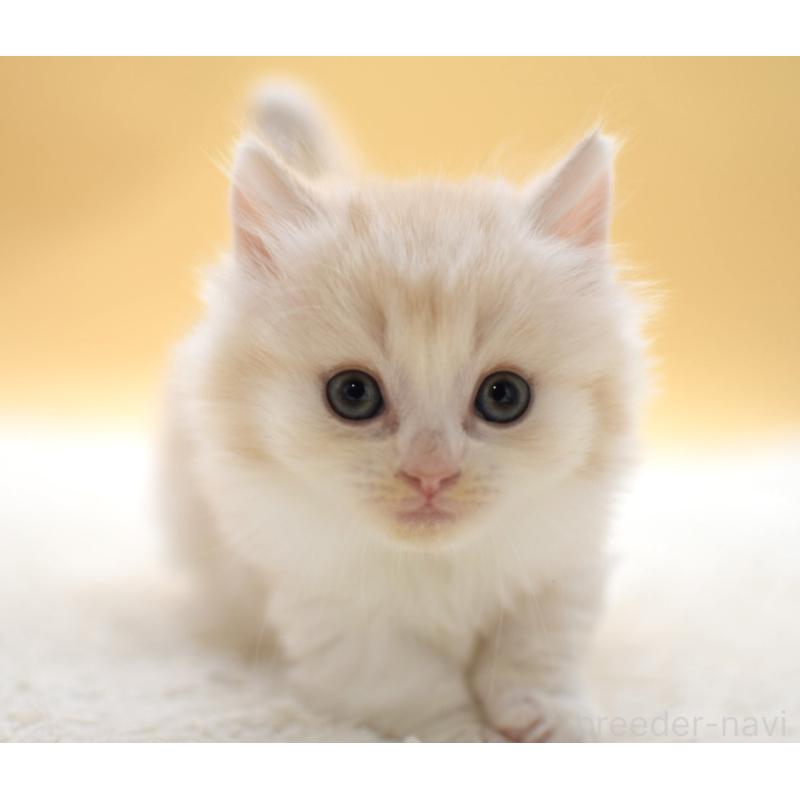 販売中の栃木県のマンチカン(短足)-131640の6枚目