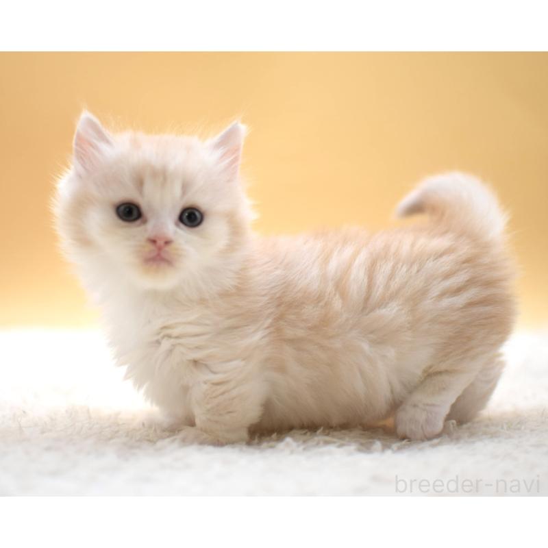 販売中の栃木県のマンチカン(短足)-131640の5枚目