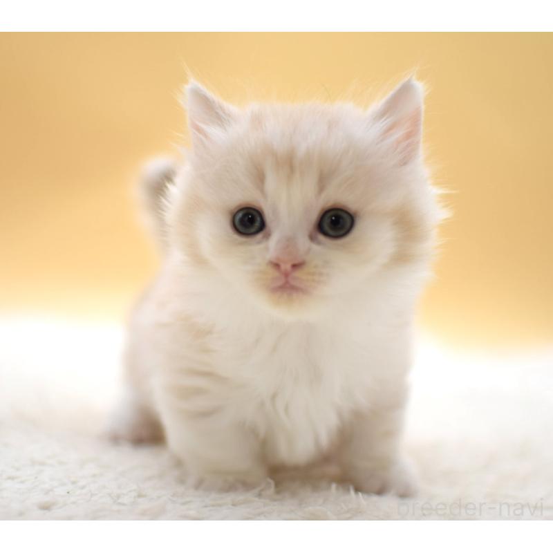 販売中の栃木県のマンチカン(短足)-131640の4枚目