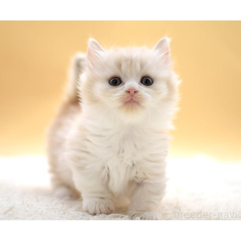 販売中の栃木県のマンチカン(短足)-131640の3枚目