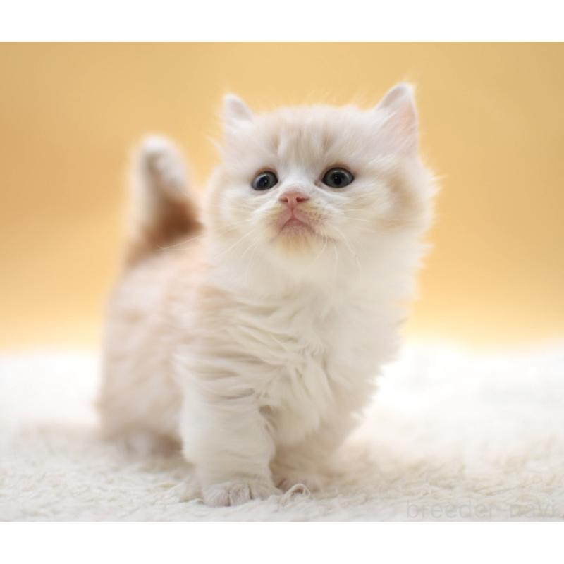 販売中の栃木県のマンチカン(短足)-131640の2枚目