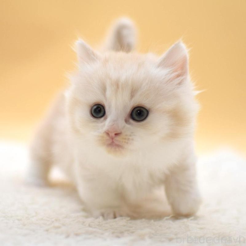 販売中の栃木県のマンチカン(短足)-131640の1枚目