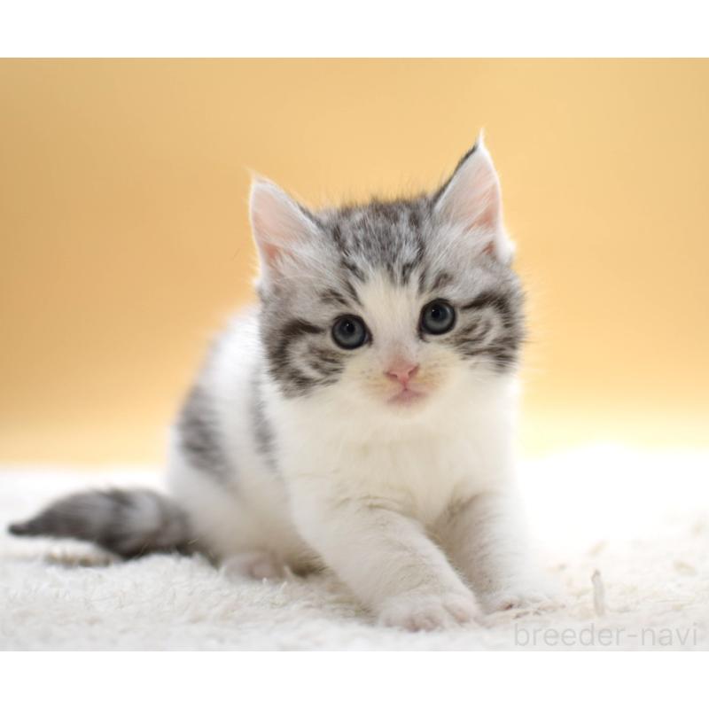 販売中の栃木県のマンチカン-131641の7枚目