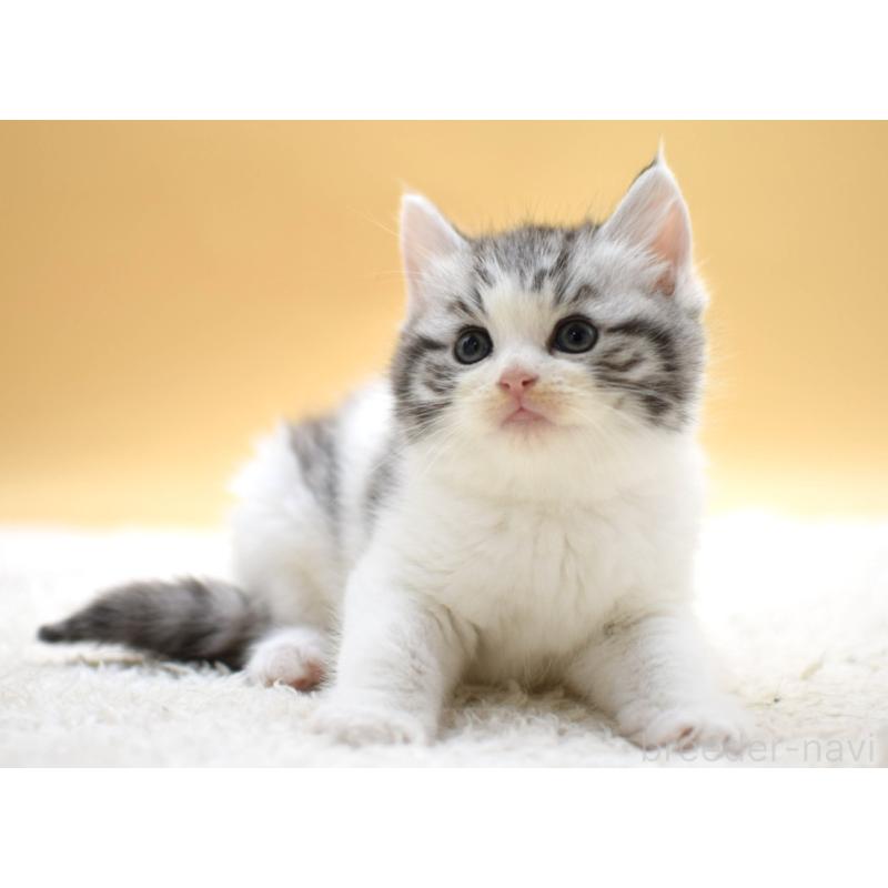 販売中の栃木県のマンチカン-131641の6枚目