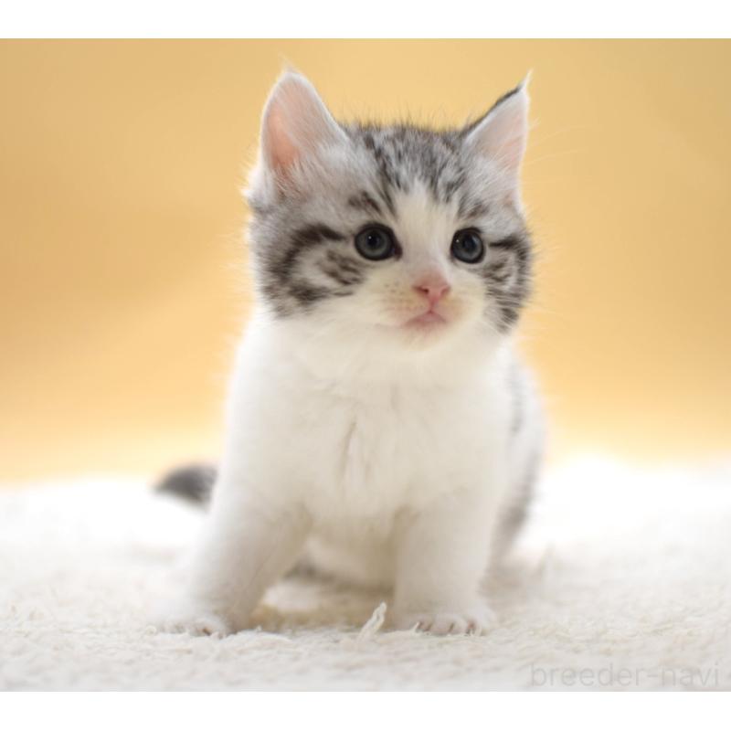 販売中の栃木県のマンチカン-131641の5枚目