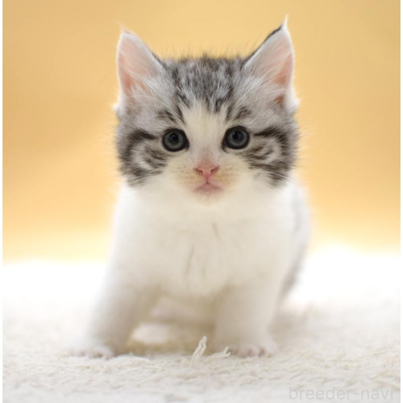 販売中の栃木県のマンチカン-131641の4枚目