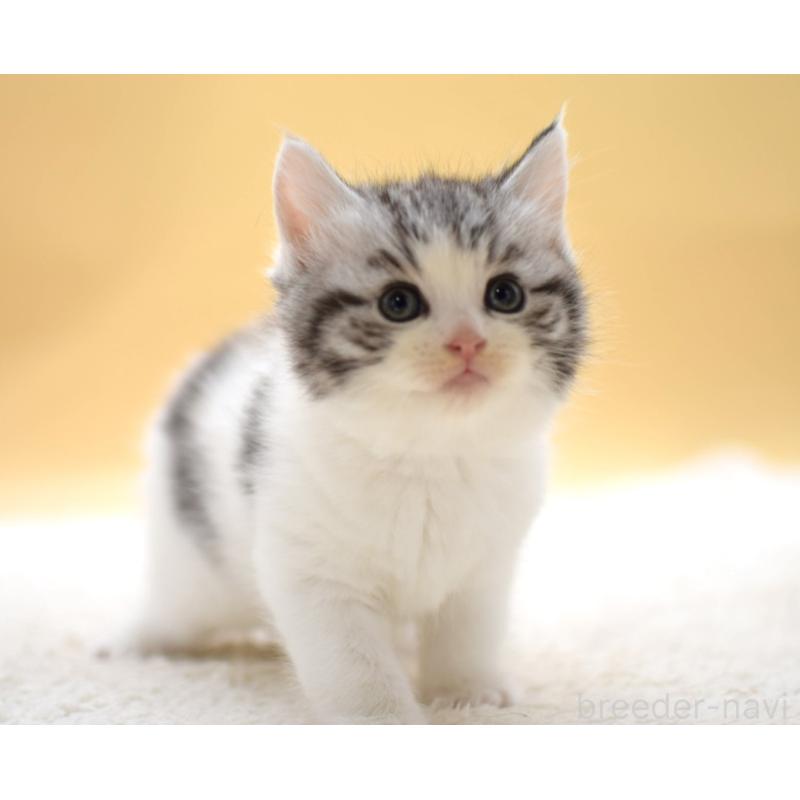 販売中の栃木県のマンチカン-131641の3枚目