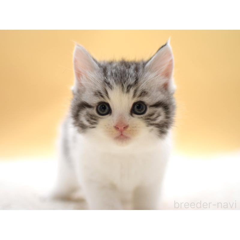 販売中の栃木県のマンチカン-131641の2枚目