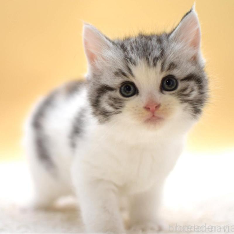 販売中の栃木県のマンチカン-131641の1枚目