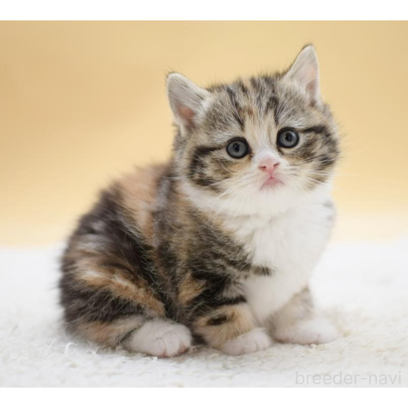 販売中の栃木県のマンチカン-131642の8枚目