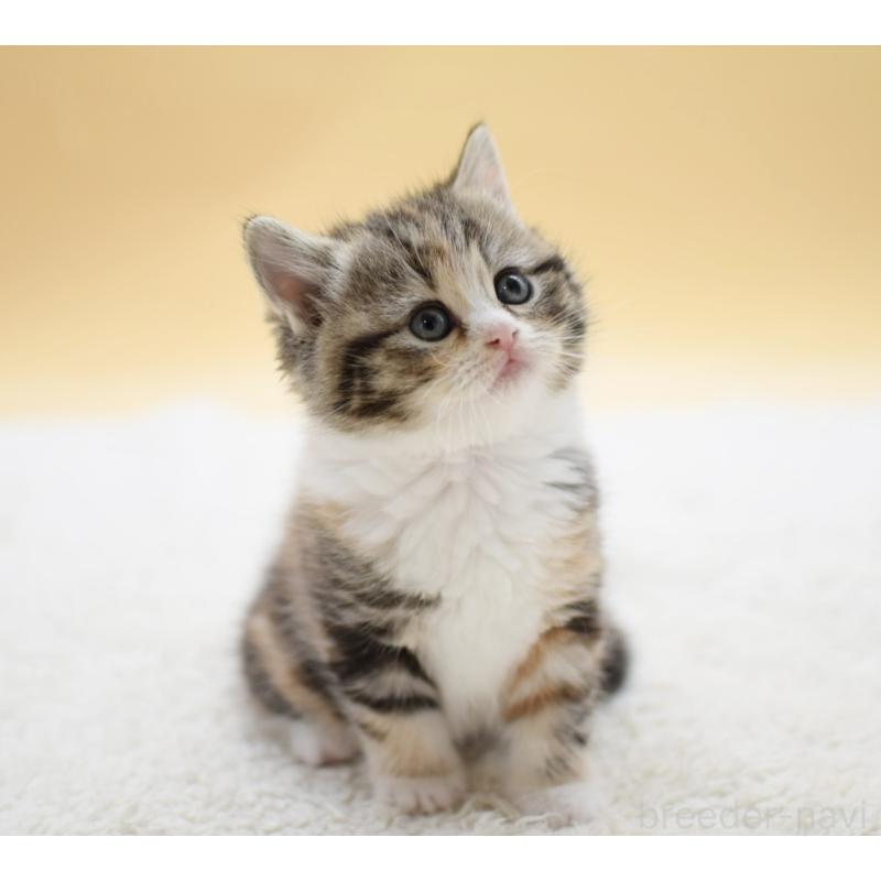 販売中の栃木県のマンチカン-131642の7枚目