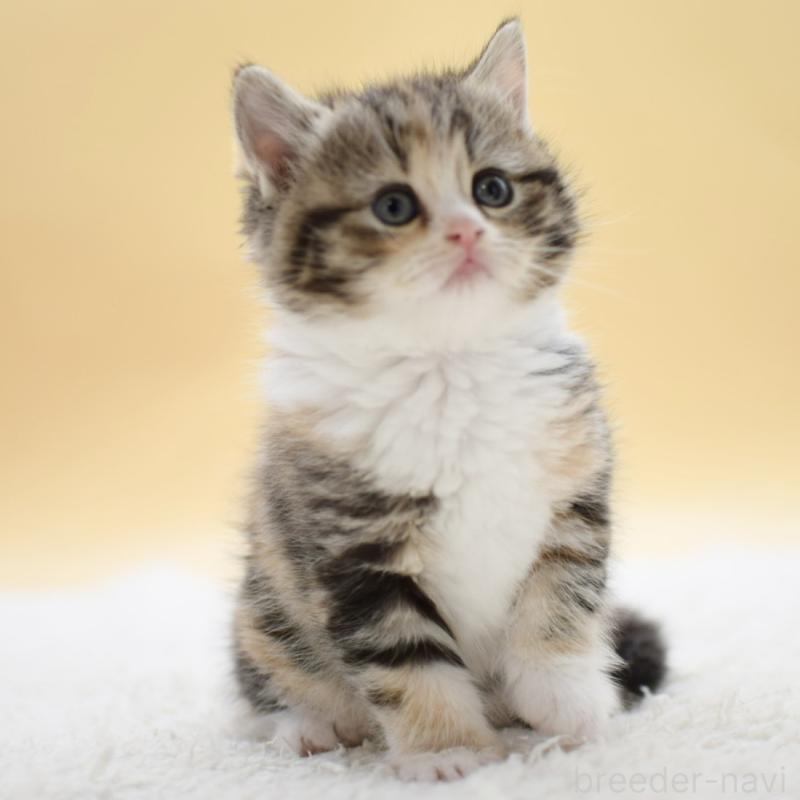 販売中の栃木県のマンチカン-131642の6枚目