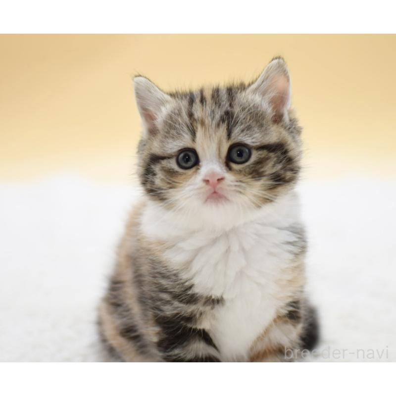 販売中の栃木県のマンチカン-131642の5枚目