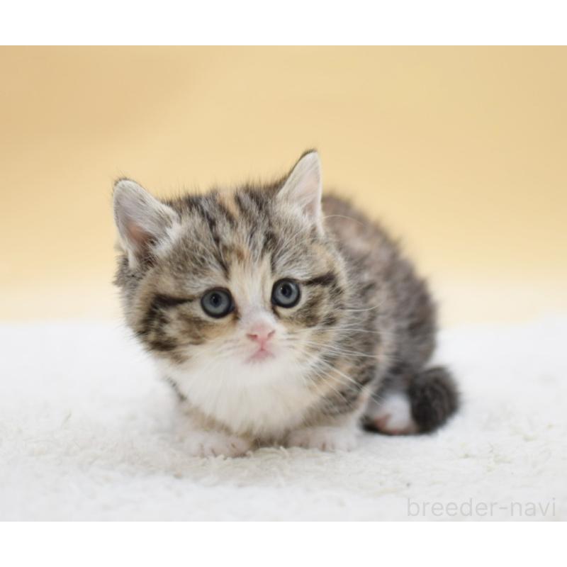 販売中の栃木県のマンチカン-131642の4枚目