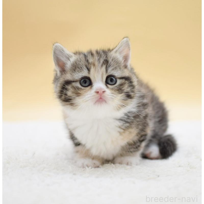 販売中の栃木県のマンチカン-131642の3枚目