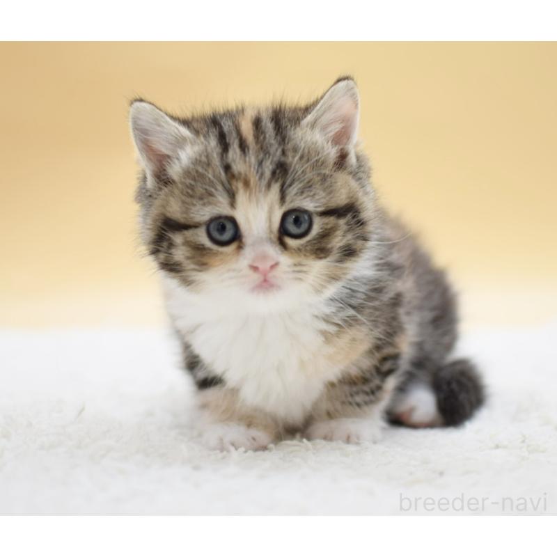 販売中の栃木県のマンチカン-131642の2枚目