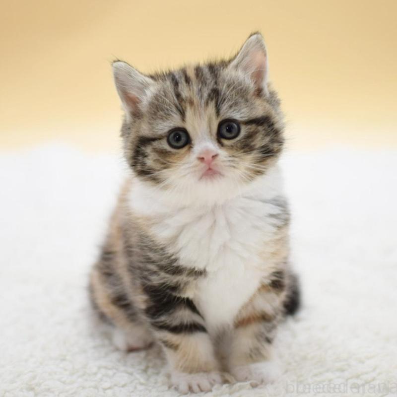 販売中の栃木県のマンチカン-131642