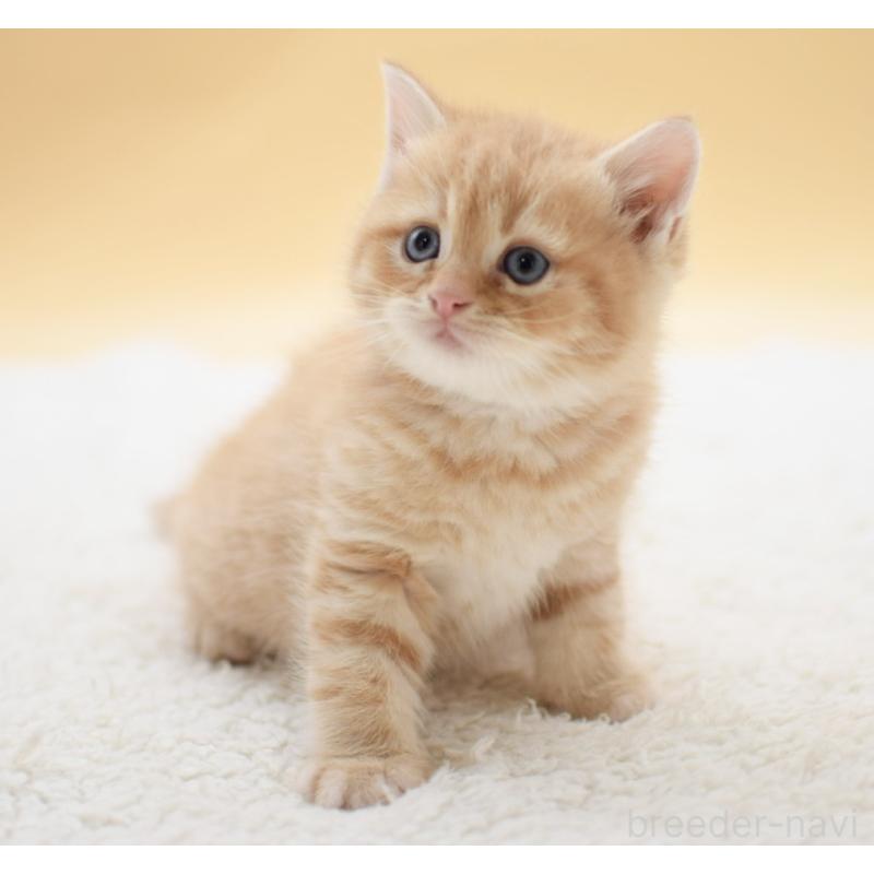 販売中の栃木県のマンチカン-131643の8枚目